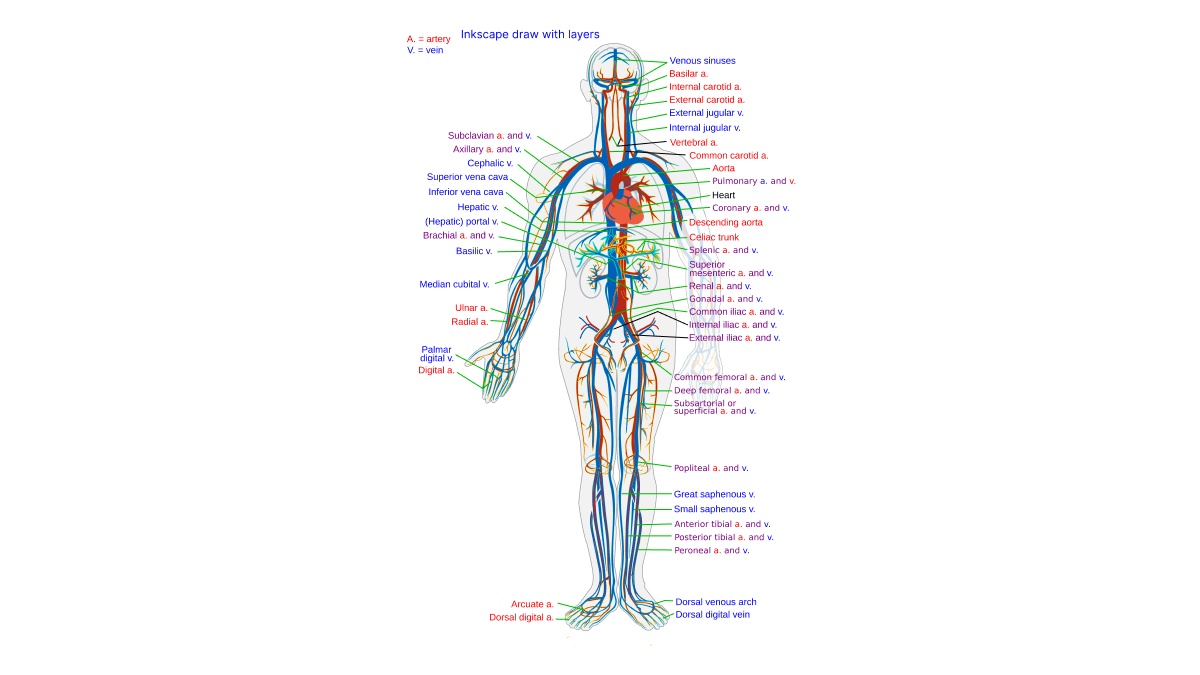 Blood Circulation like River