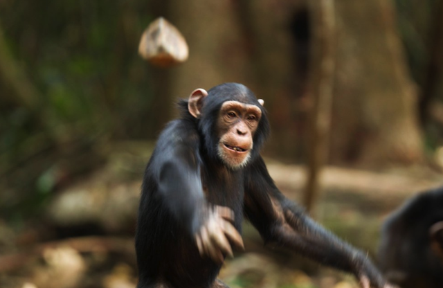 Chimpanzee throwing rocks