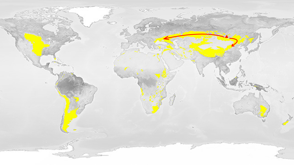 Grassland Climate